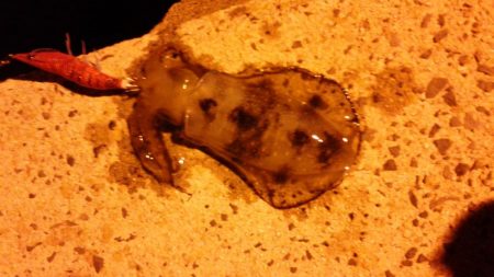 釣ブームらしいですね